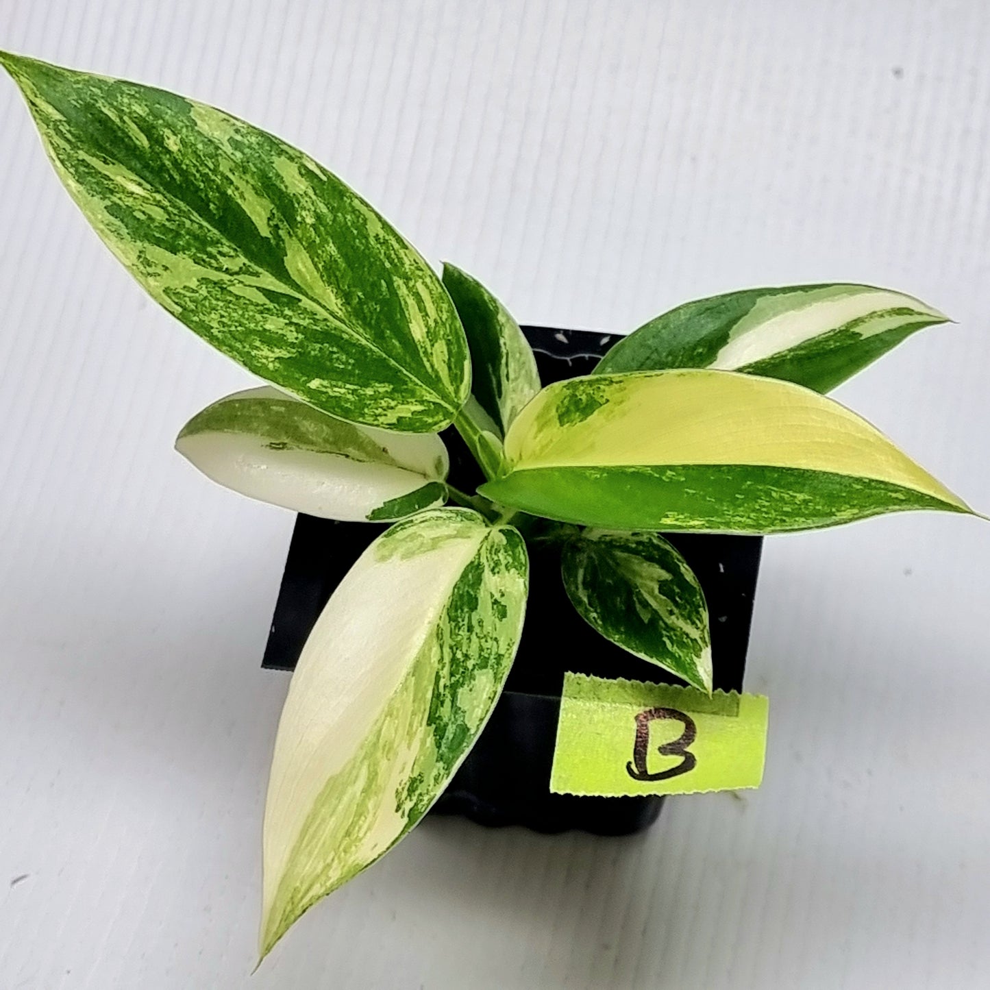 Philodendron Imperial Green Variegated