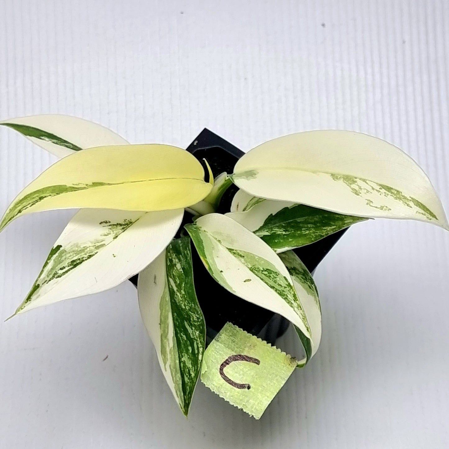 Philodendron Imperial Green Variegated