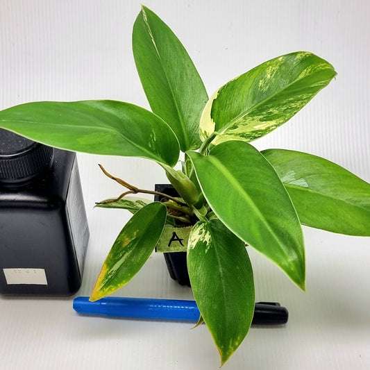 Philodendron Imperial Green LOW Variegated
