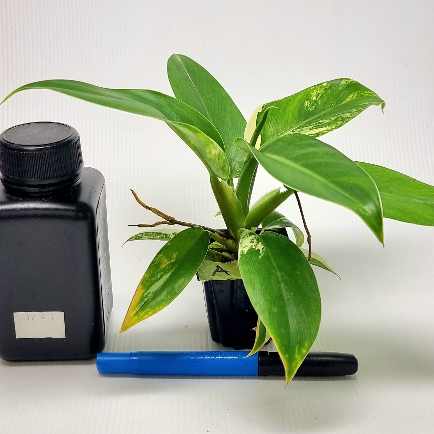 Philodendron Imperial Green LOW Variegated