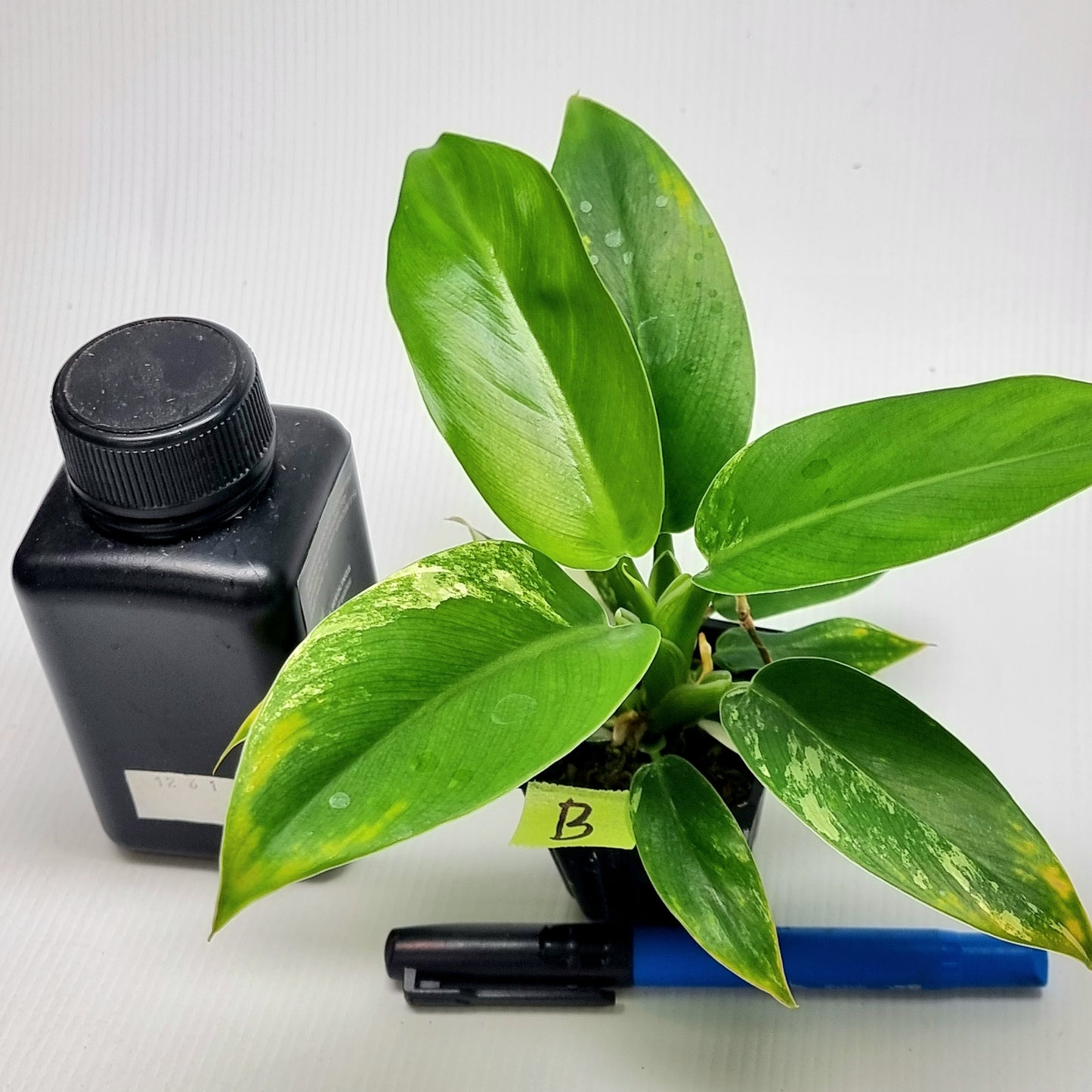 Philodendron Imperial Green LOW Variegated