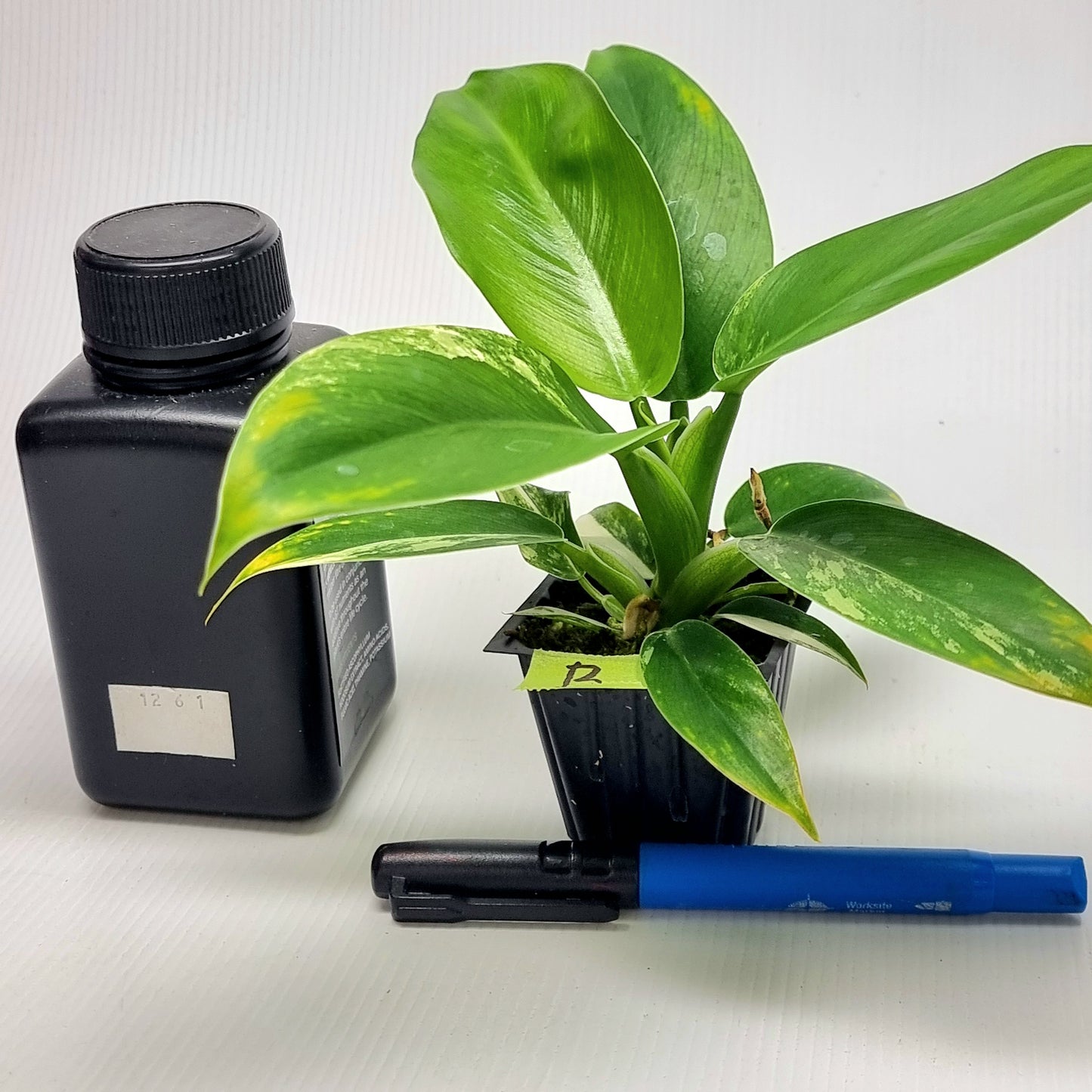 Philodendron Imperial Green LOW Variegated