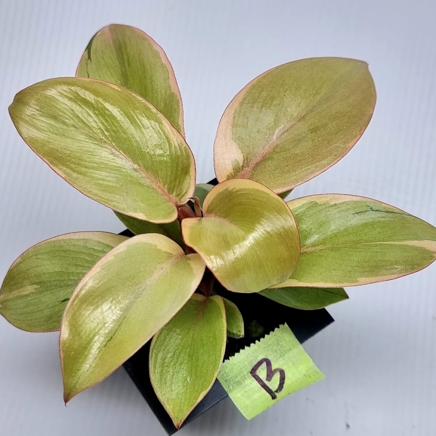 Philodendron Black cardinal var no.2