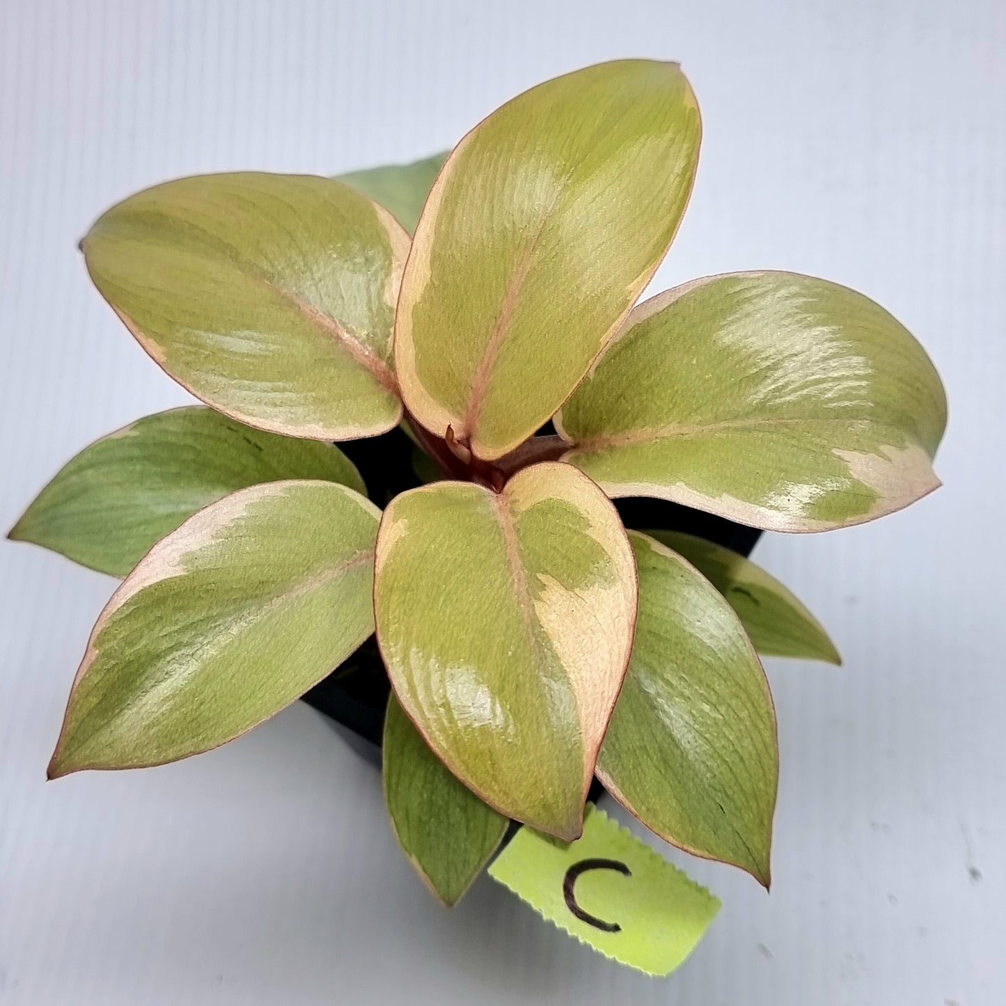 Philodendron Black cardinal var no.2