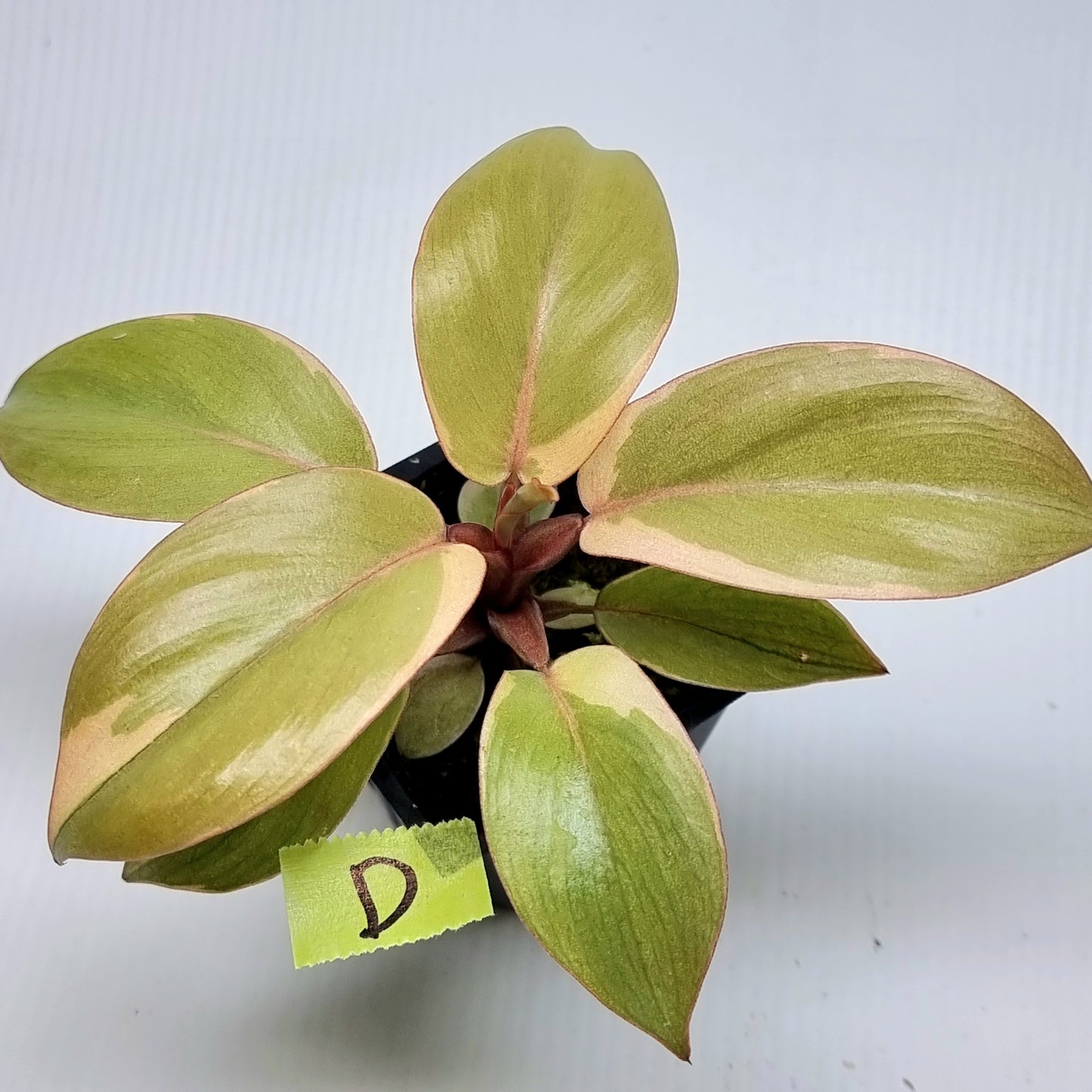 Philodendron Black cardinal var no.2