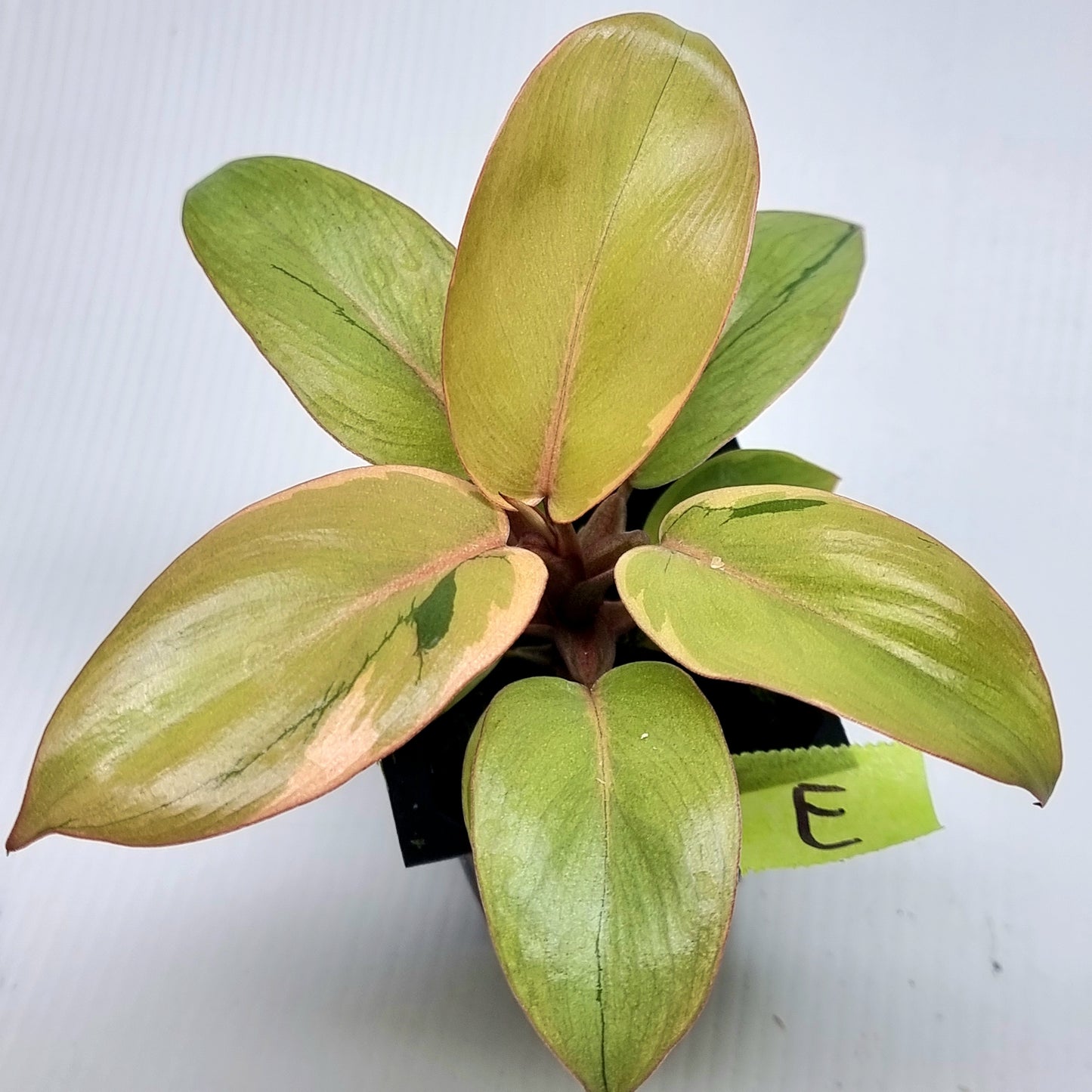 Philodendron Black cardinal var no.2