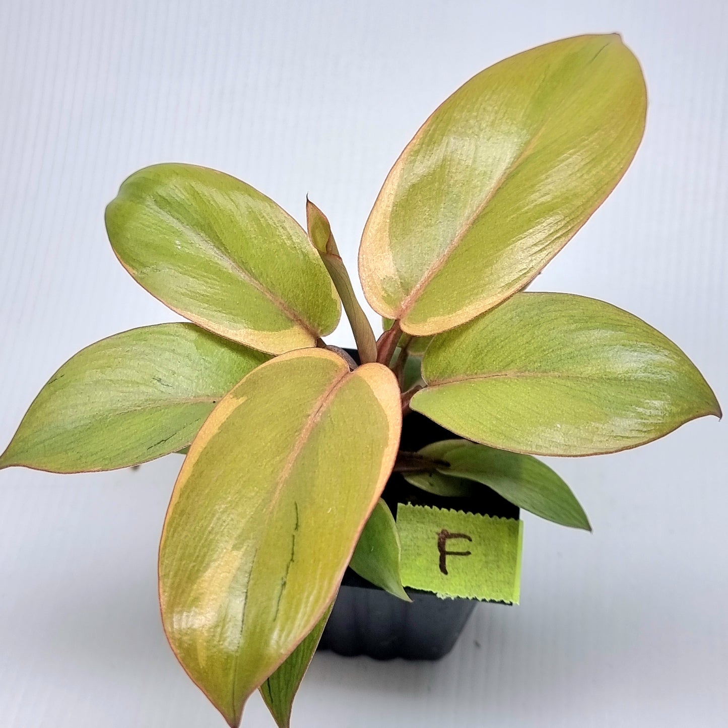 Philodendron Black cardinal var no.2