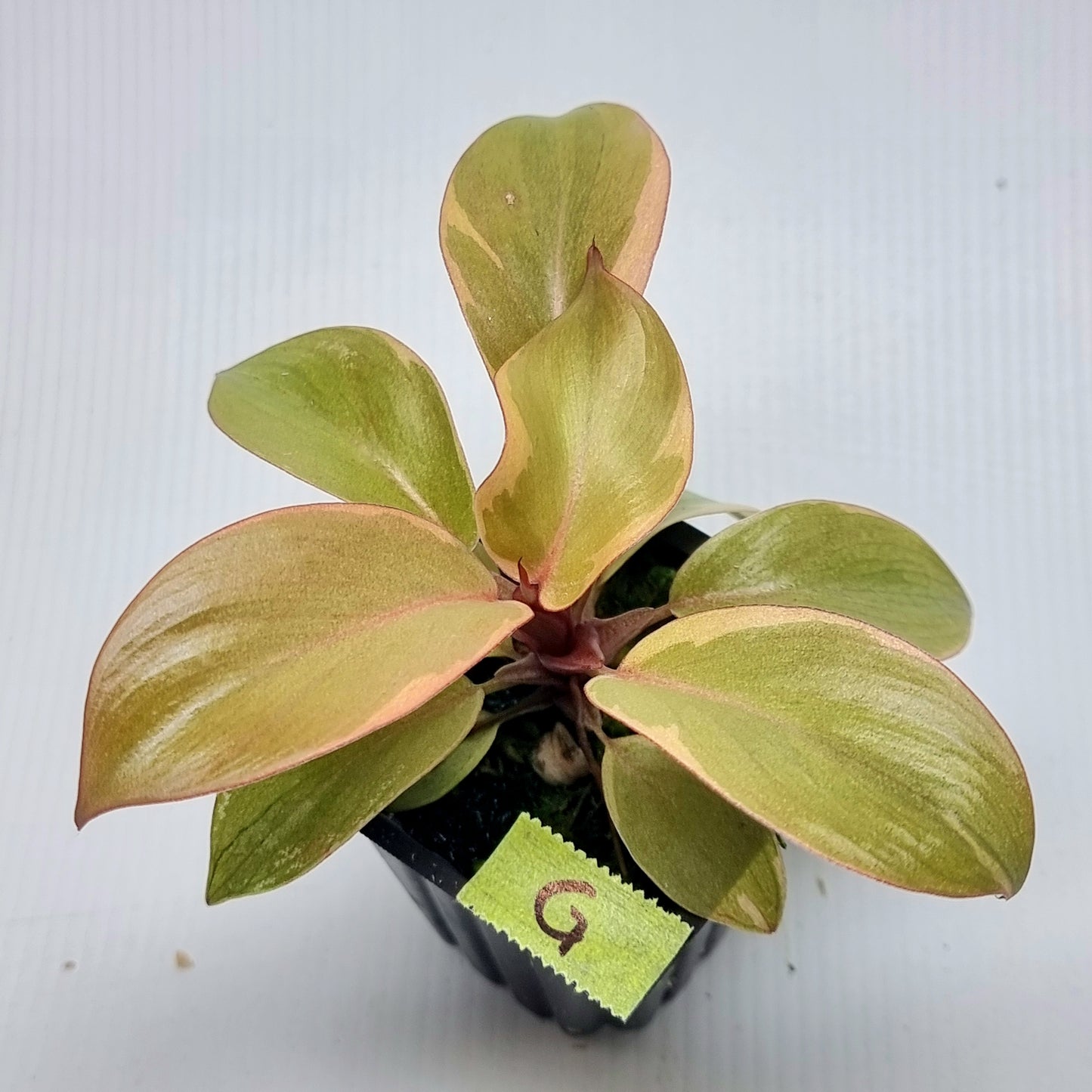 Philodendron Black cardinal var no.2