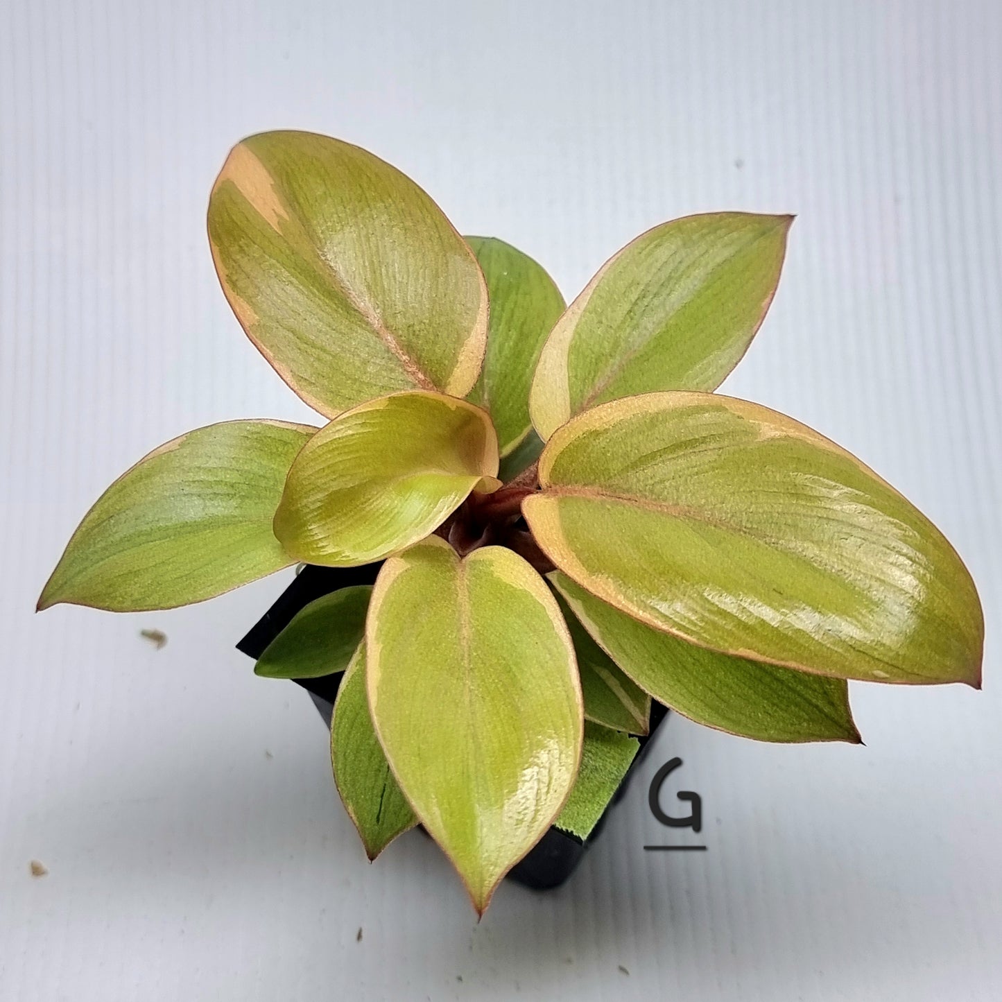 Philodendron Black cardinal var no.2