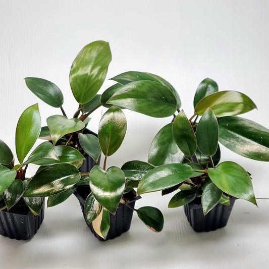 Philodendron Red Congo REVERTED