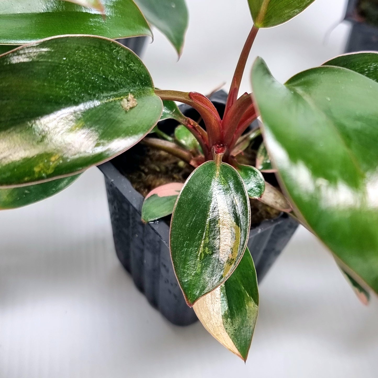 Philodendron Red Congo REVERTED