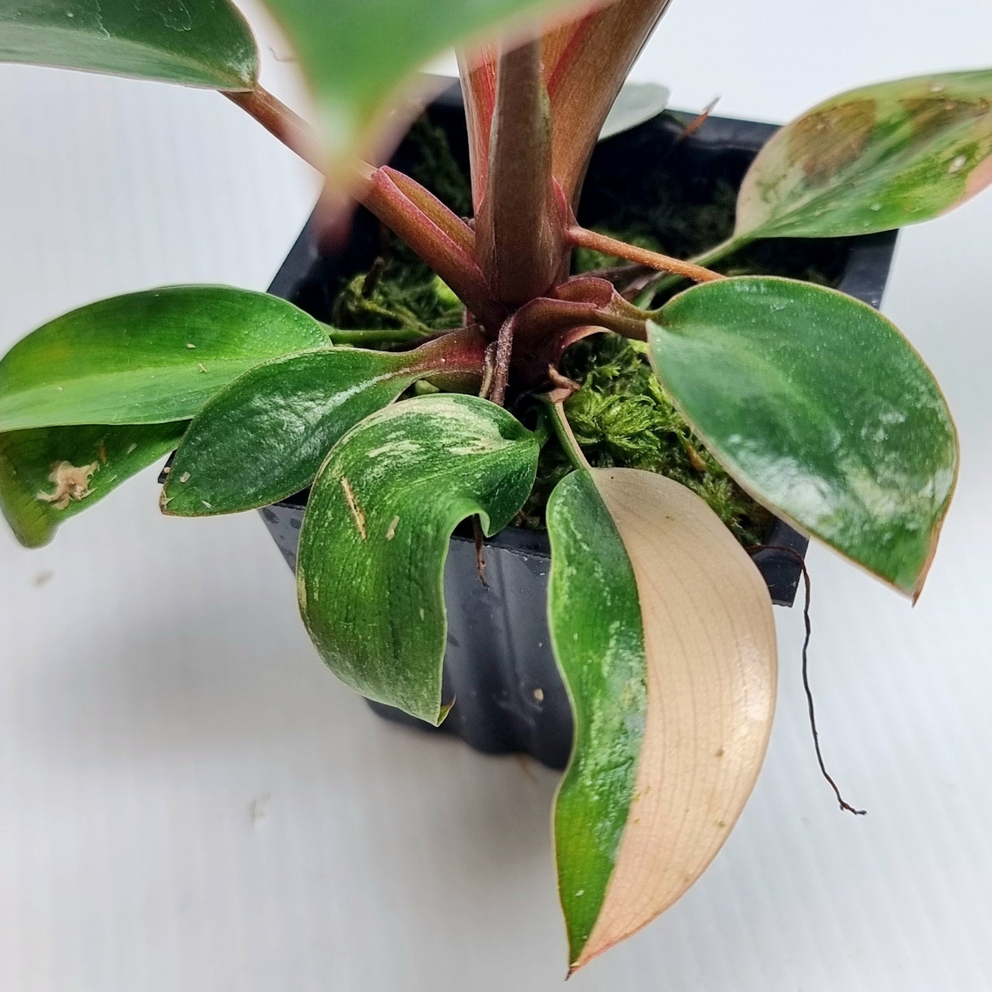 Philodendron Red Congo REVERTED
