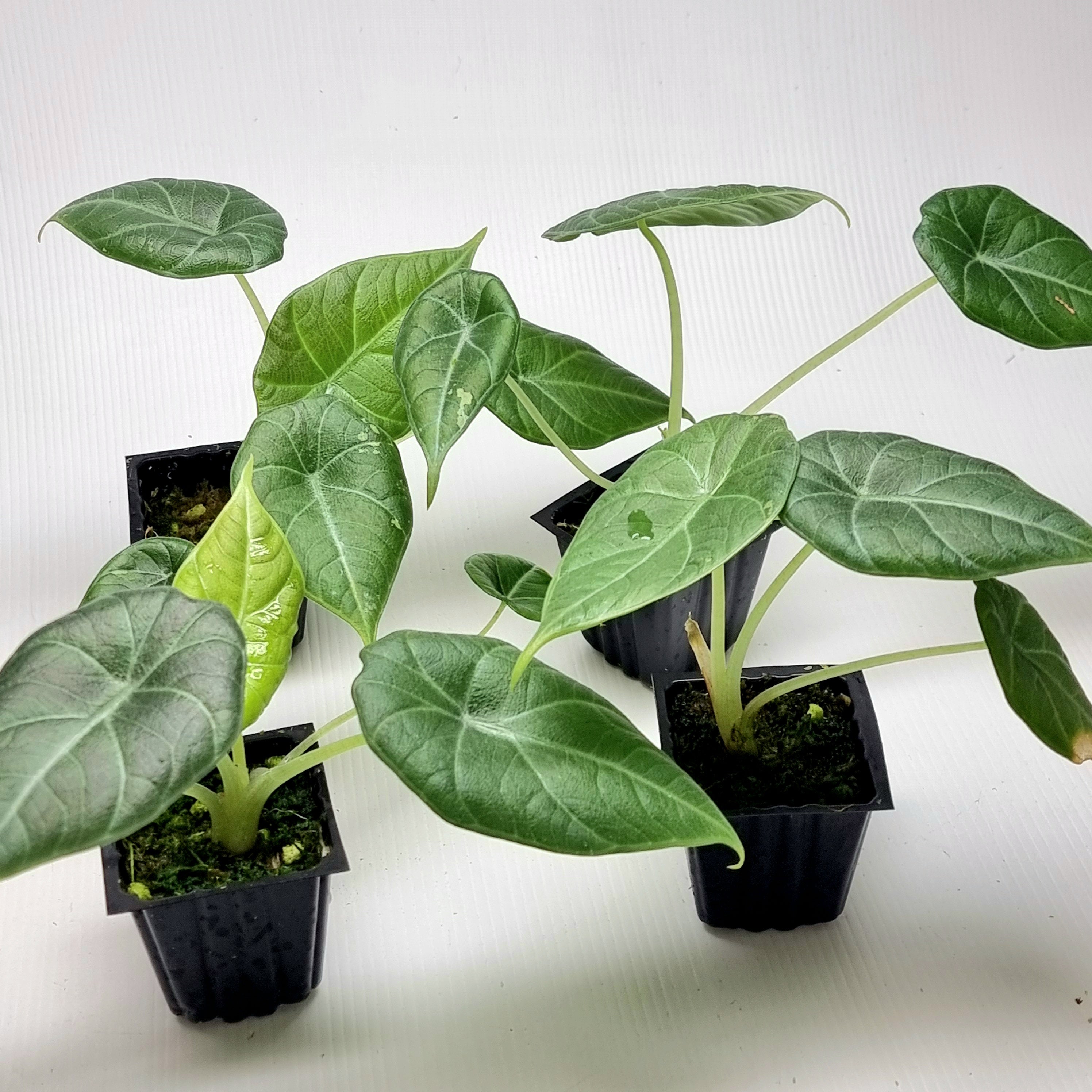 Alocasia Maharani Albo LOW Variegated – Flora Magnifica Australia