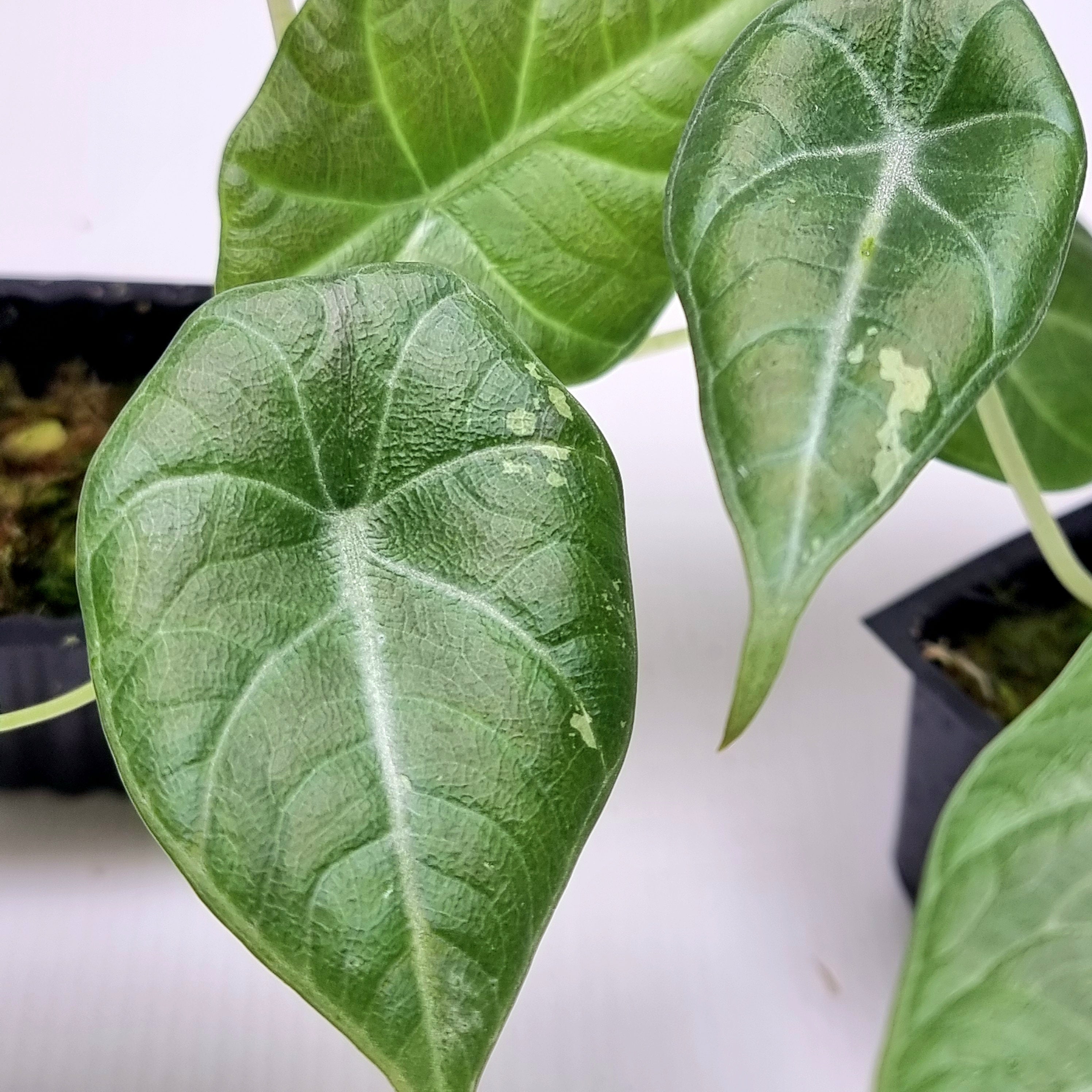 Alocasia Maharani Albo LOW Variegated – Flora Magnifica Australia