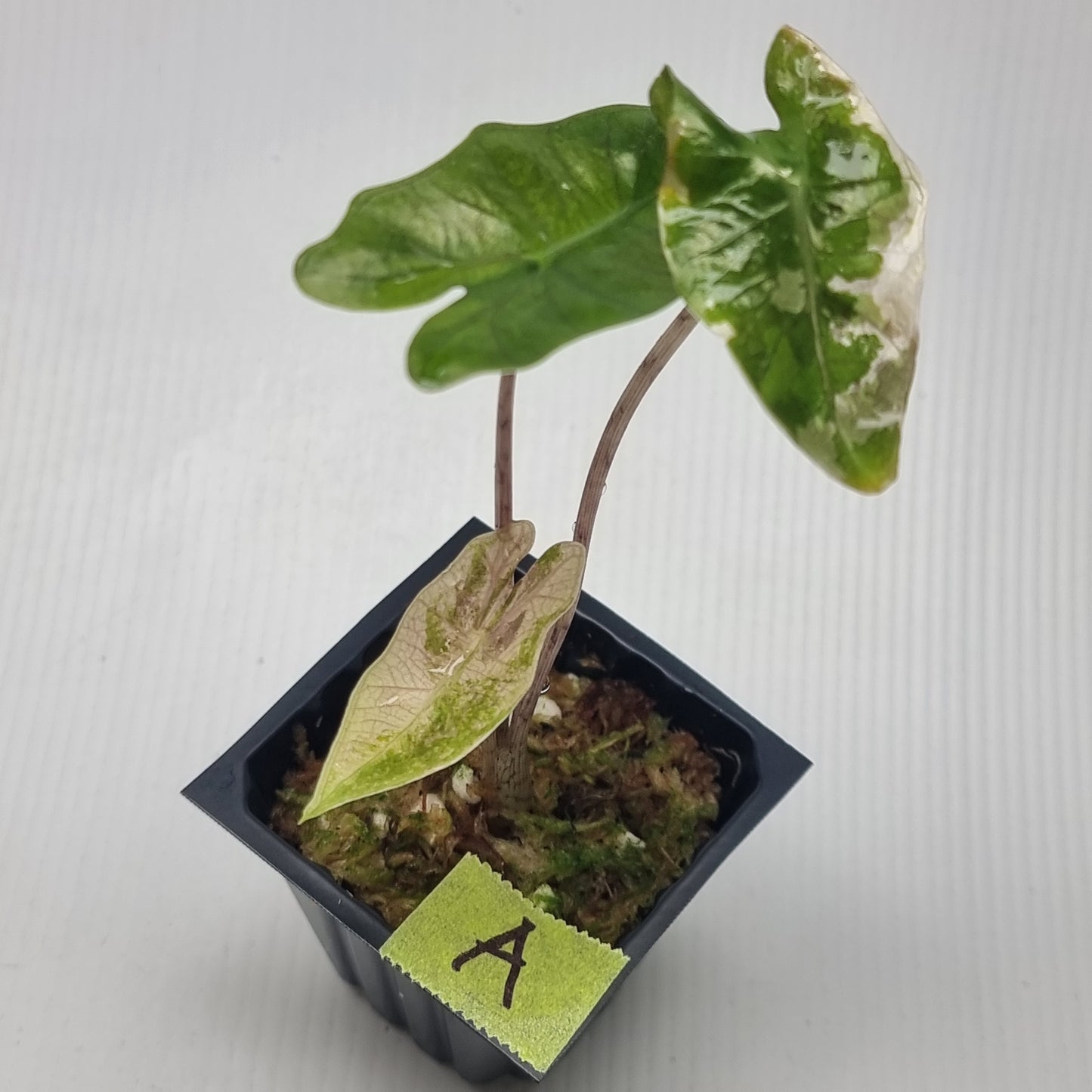 Alocasia pseudosanderiana Pink Variegated