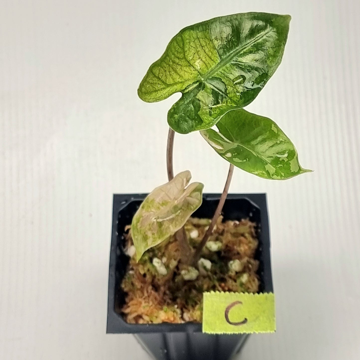 Alocasia pseudosanderiana Pink Variegated