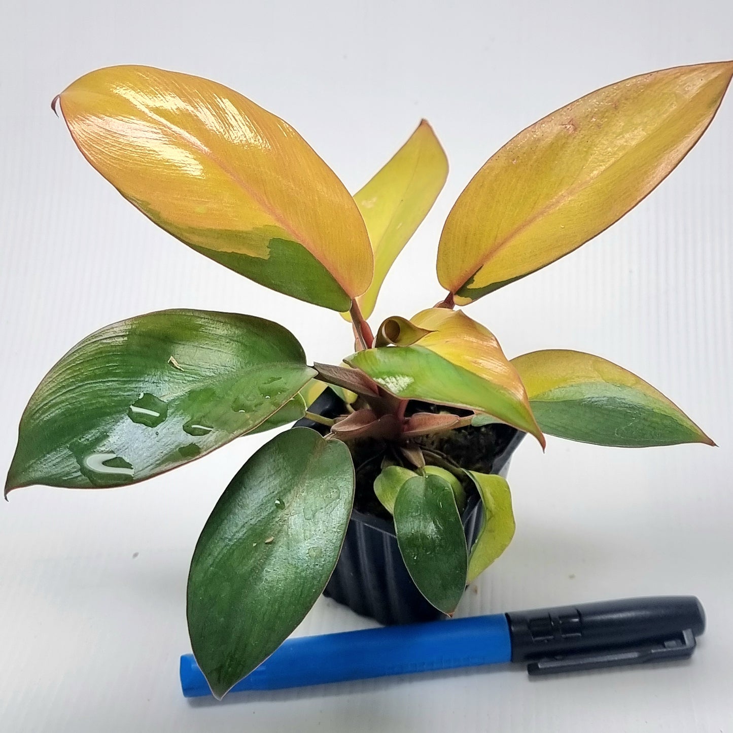 Philodendron Black Cardinal mutated_sectoral variegation