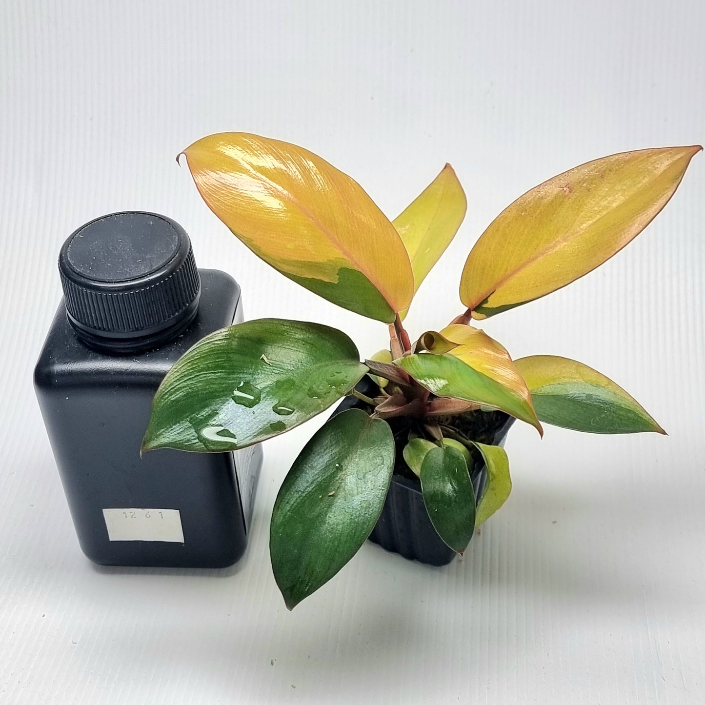 Philodendron Black Cardinal mutated_sectoral variegation