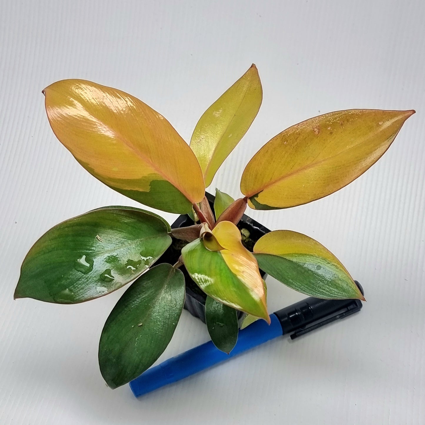 Philodendron Black Cardinal mutated_sectoral variegation