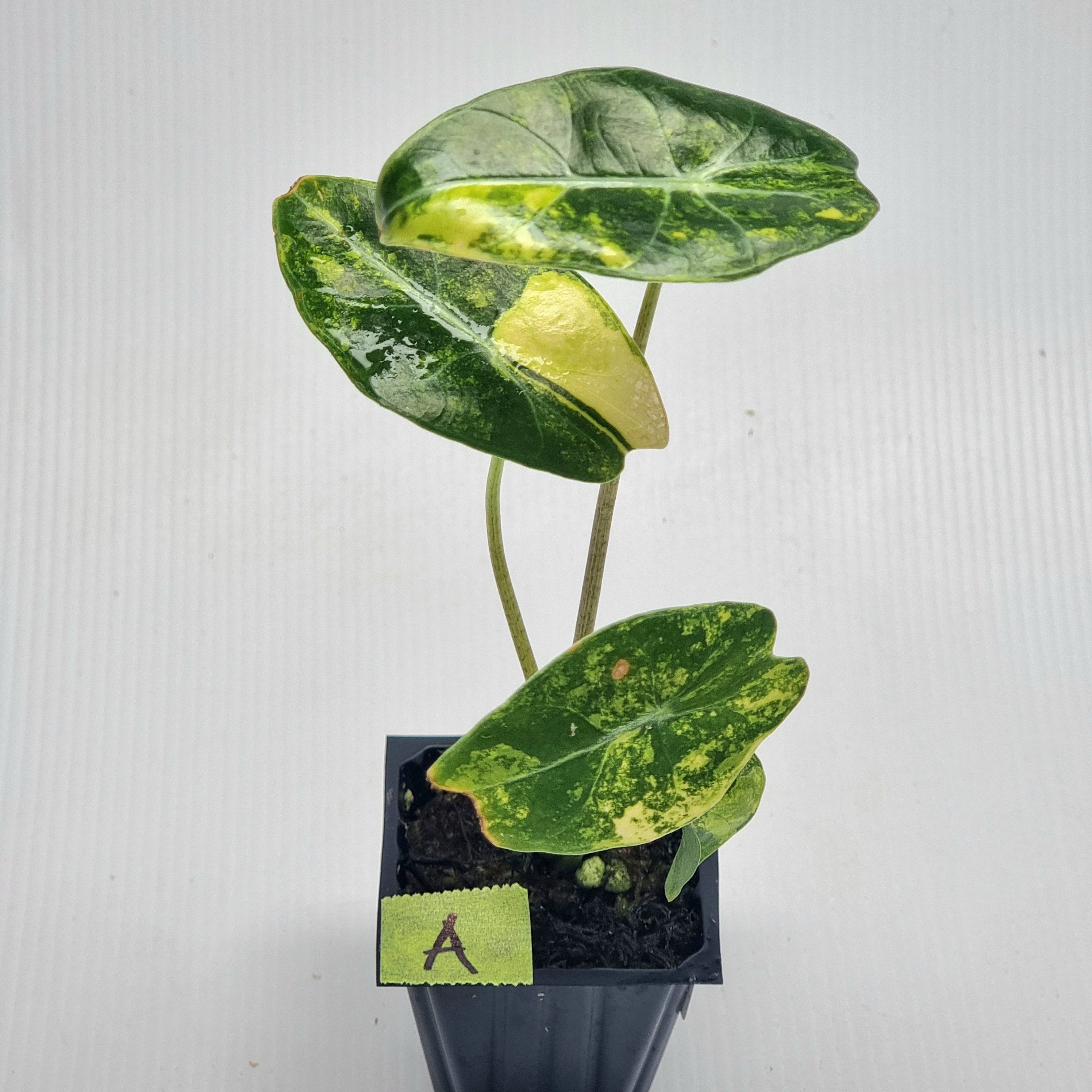 Alocasia longiloba Suhirmaniana Aurea Variegated – Flora Magnifica