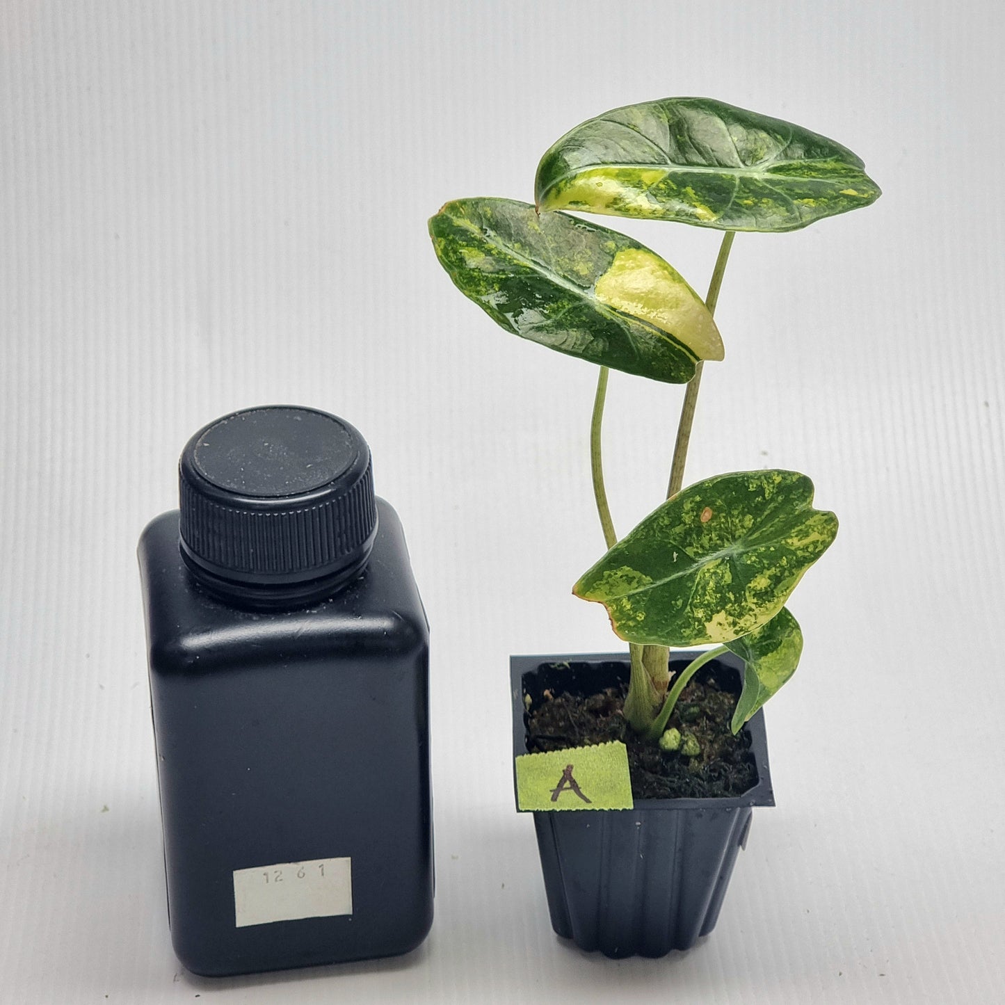 Alocasia longiloba Suhirmaniana Aurea Variegated