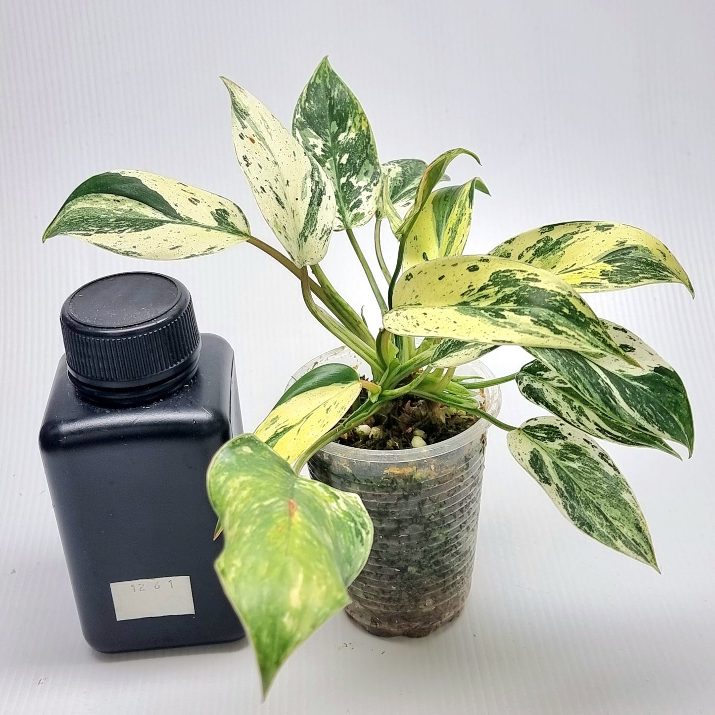 Philodendron Emerald Queen Marble