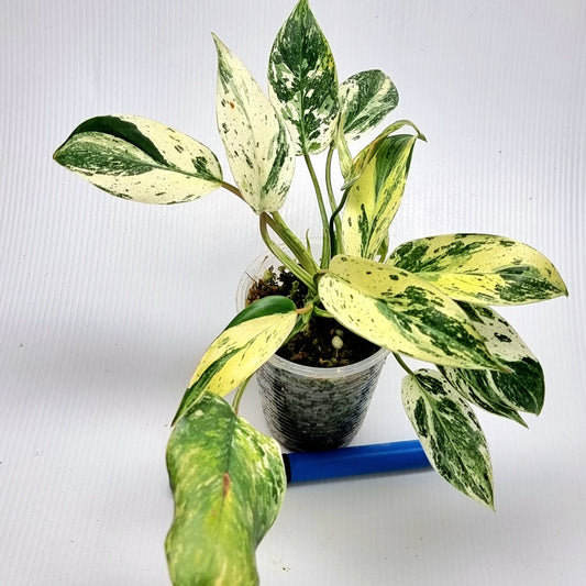 Philodendron Emerald Queen Marble