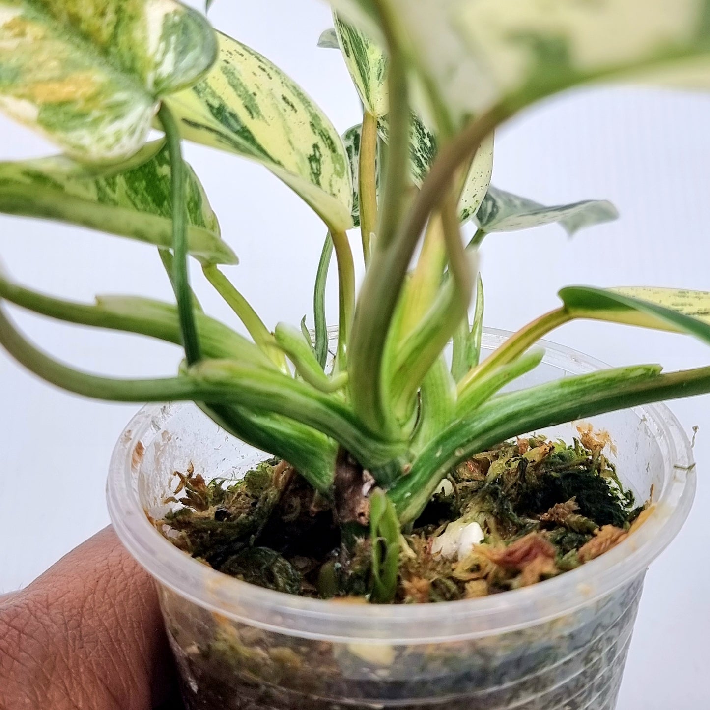 Philodendron Emerald Queen Marble