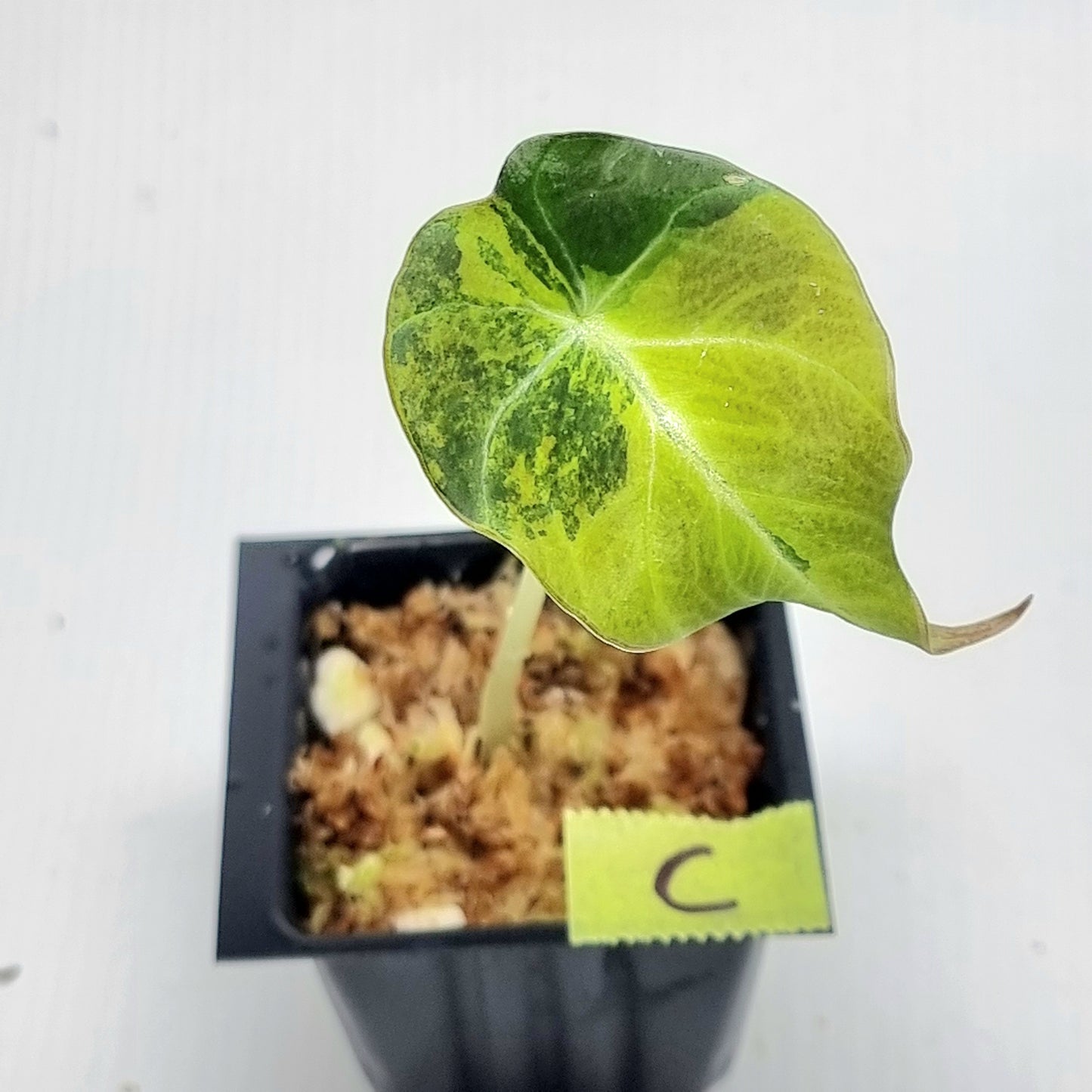 Alocasia Black Velvet Gold Variegated