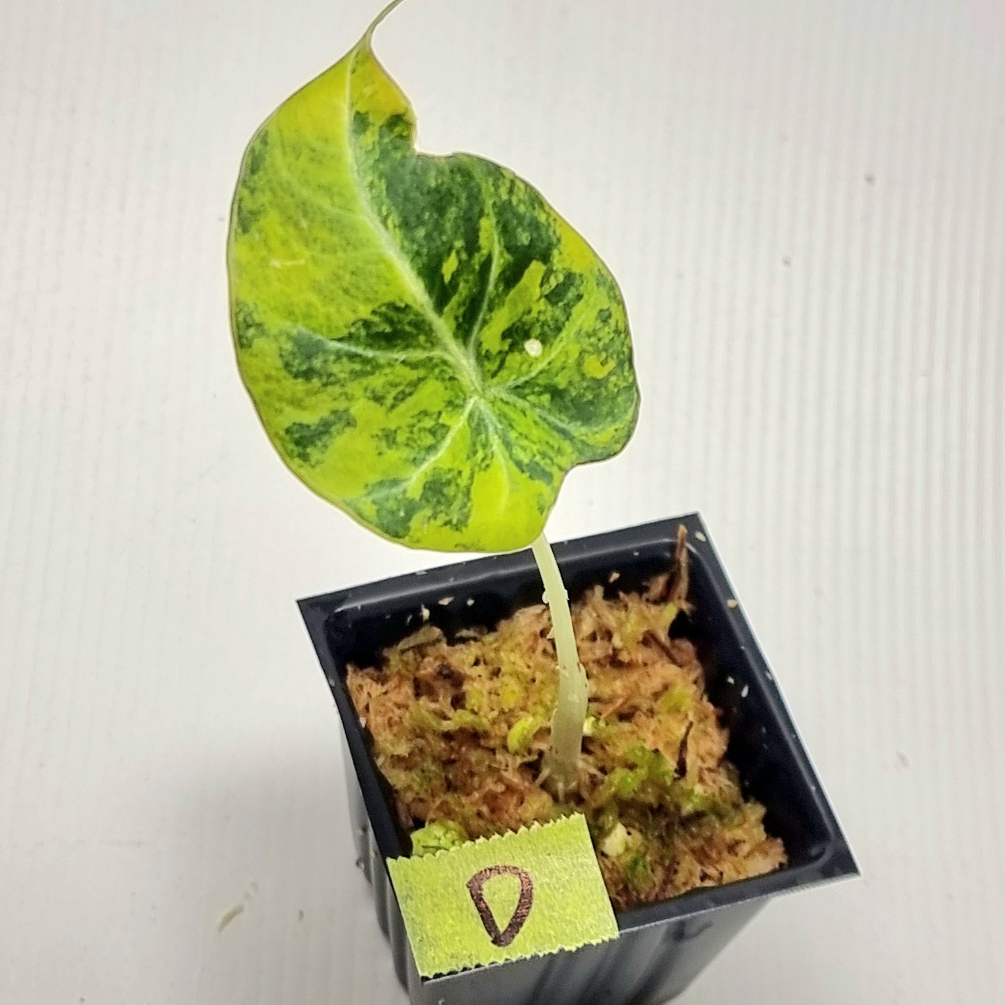 Alocasia Black Velvet Gold Variegated