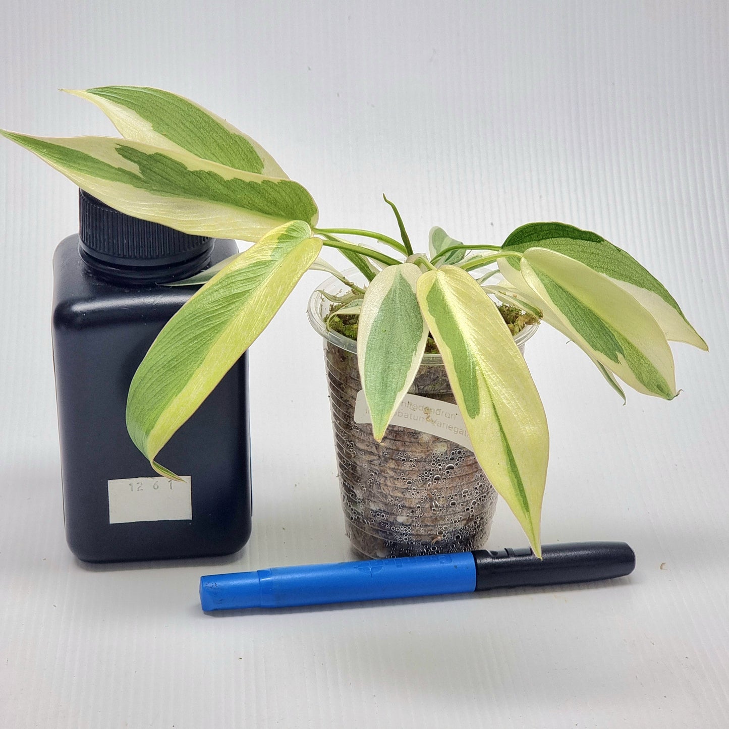 Philodendron longilobatum Albo Variegated