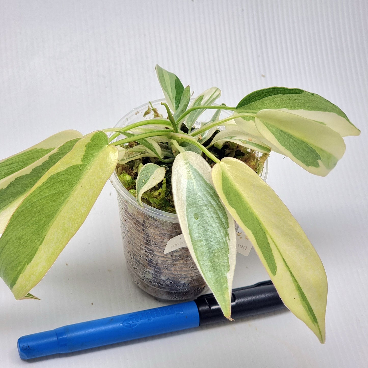 Philodendron longilobatum Albo Variegated