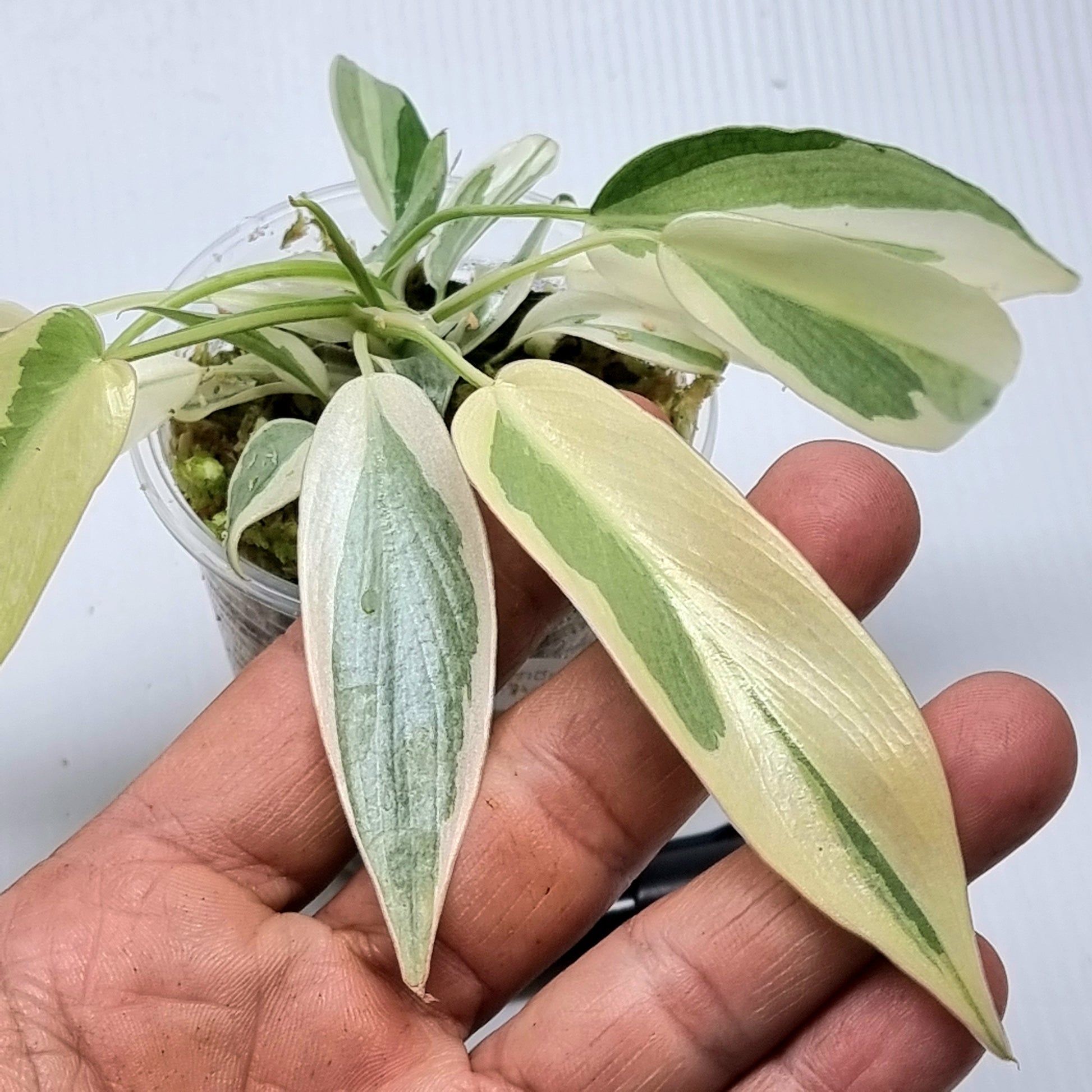 longilobatum philodendron Philodendron longilobatum Albo Variegated – Flora Magnifica Australia