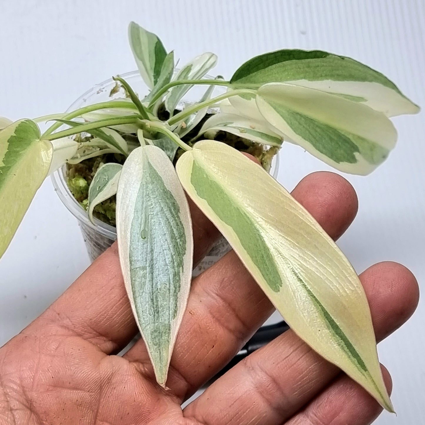 Philodendron longilobatum Albo Variegated