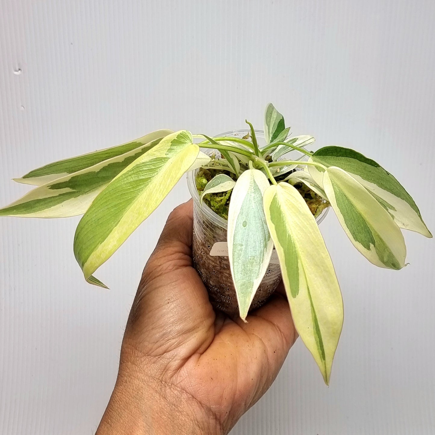 Philodendron longilobatum Albo Variegated
