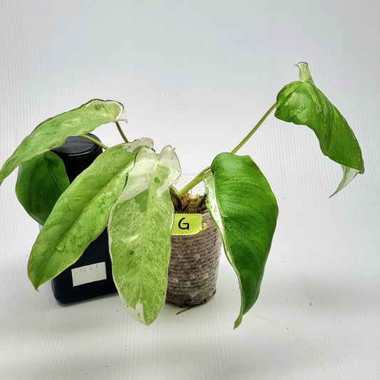 Philodendron Paraiso Verde Albo Variegated