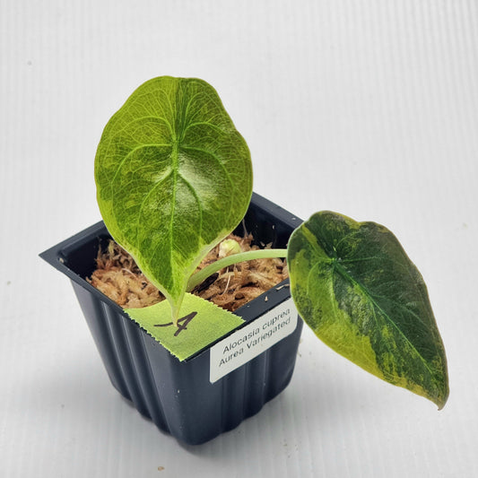 Alocasia Cuprea Latte (Aurea Variegated)