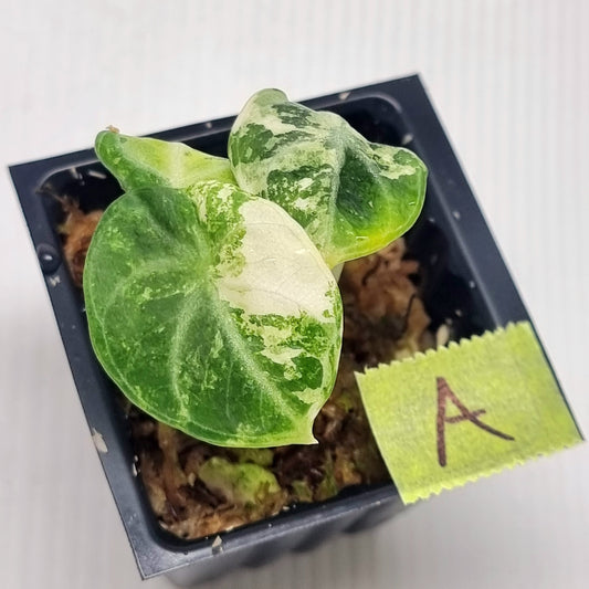 Alocasia Ninja Albo Variegated