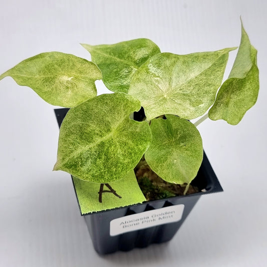Alocasia Golden Bone Pink Mint
