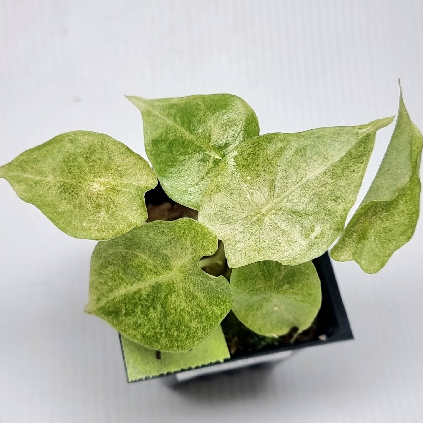 Alocasia Golden Bone Pink Mint