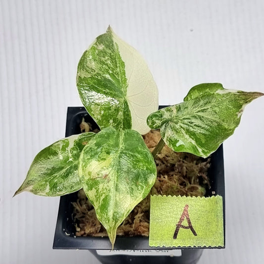 Alocasia wentii Albo/Pink Variegated