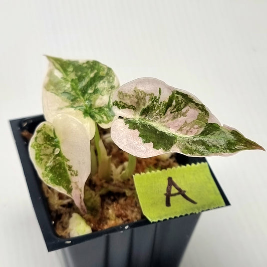 Alocasia cuprea True Pink Variegated