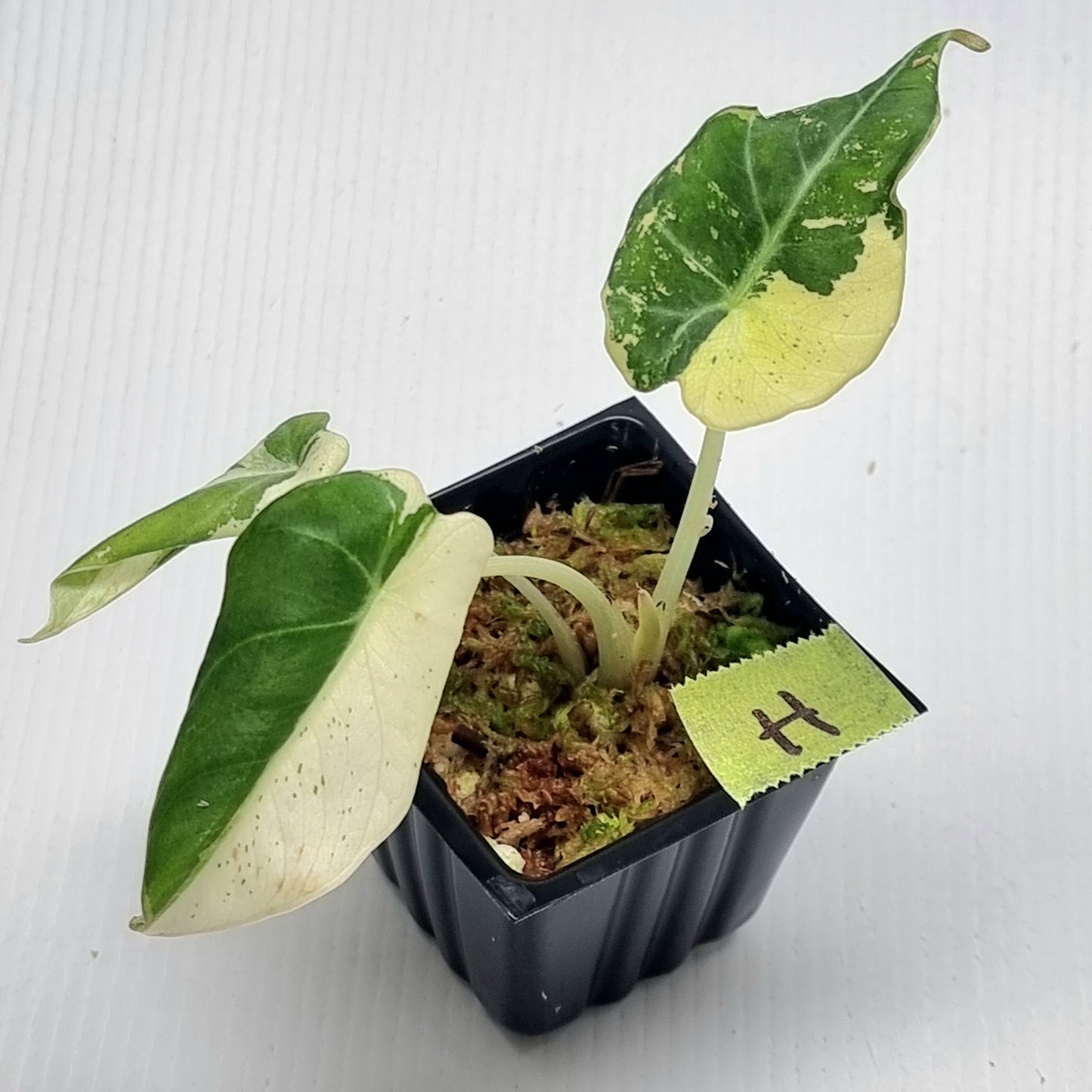 Alocasia black velvet Pink Variegated