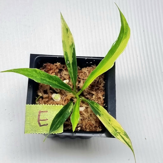 Philodendron tortum Aurea Variegated