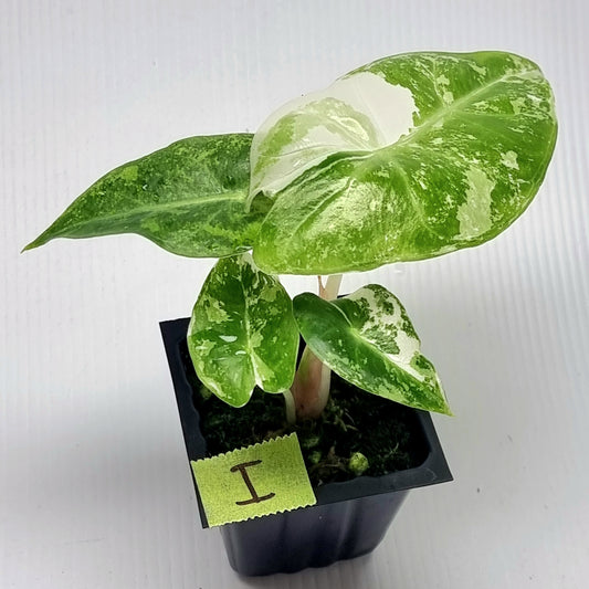 Alocasia Nairobi Night Variegated