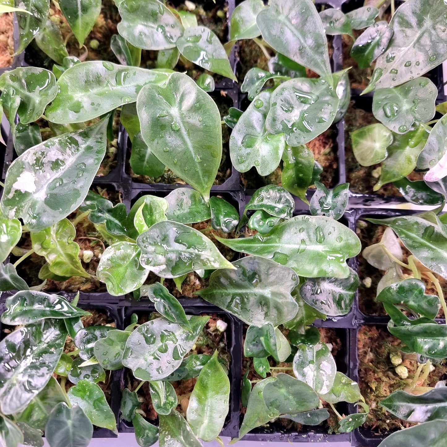Alocasia Pink Swirl LOW Variegated