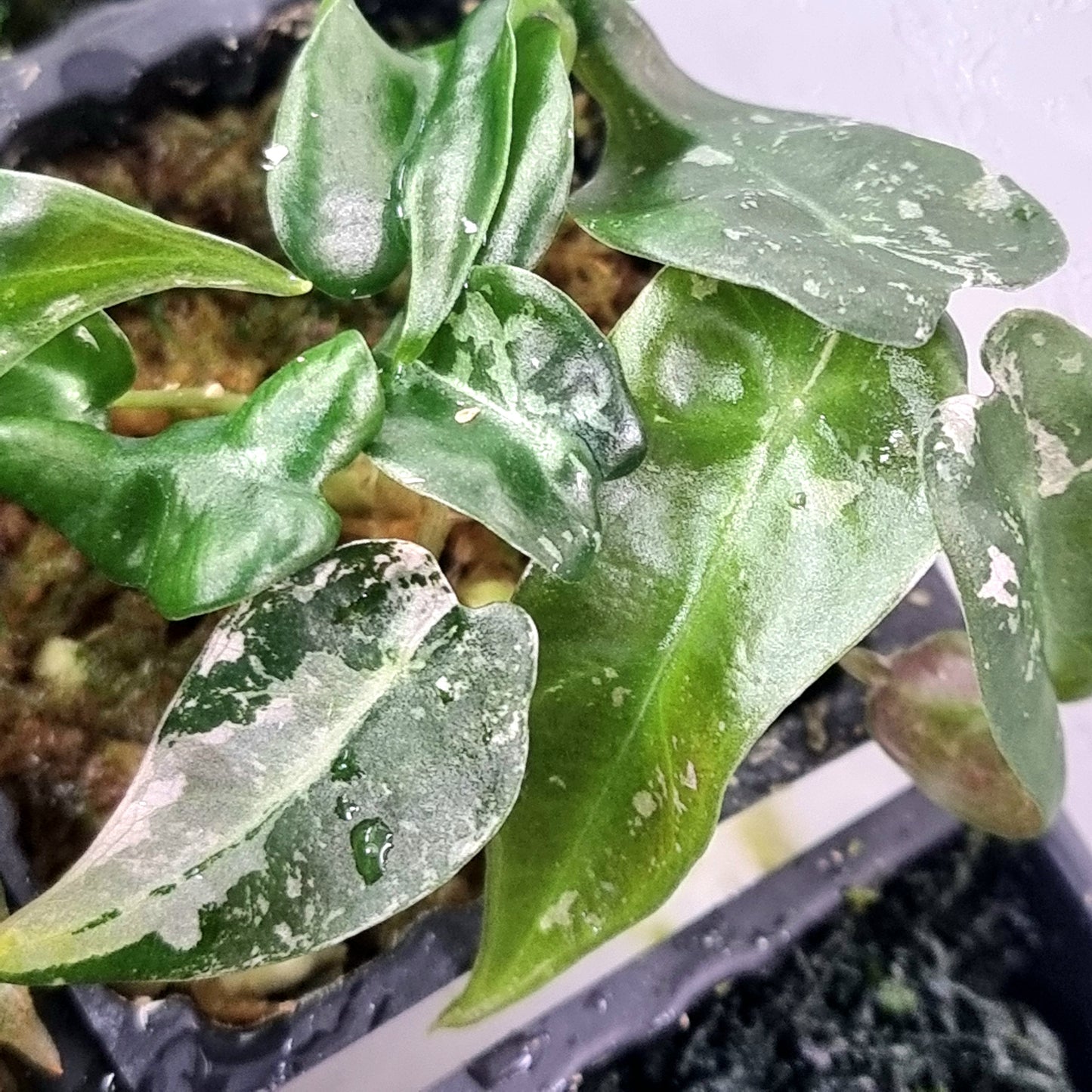 Alocasia Pink Swirl LOW Variegated