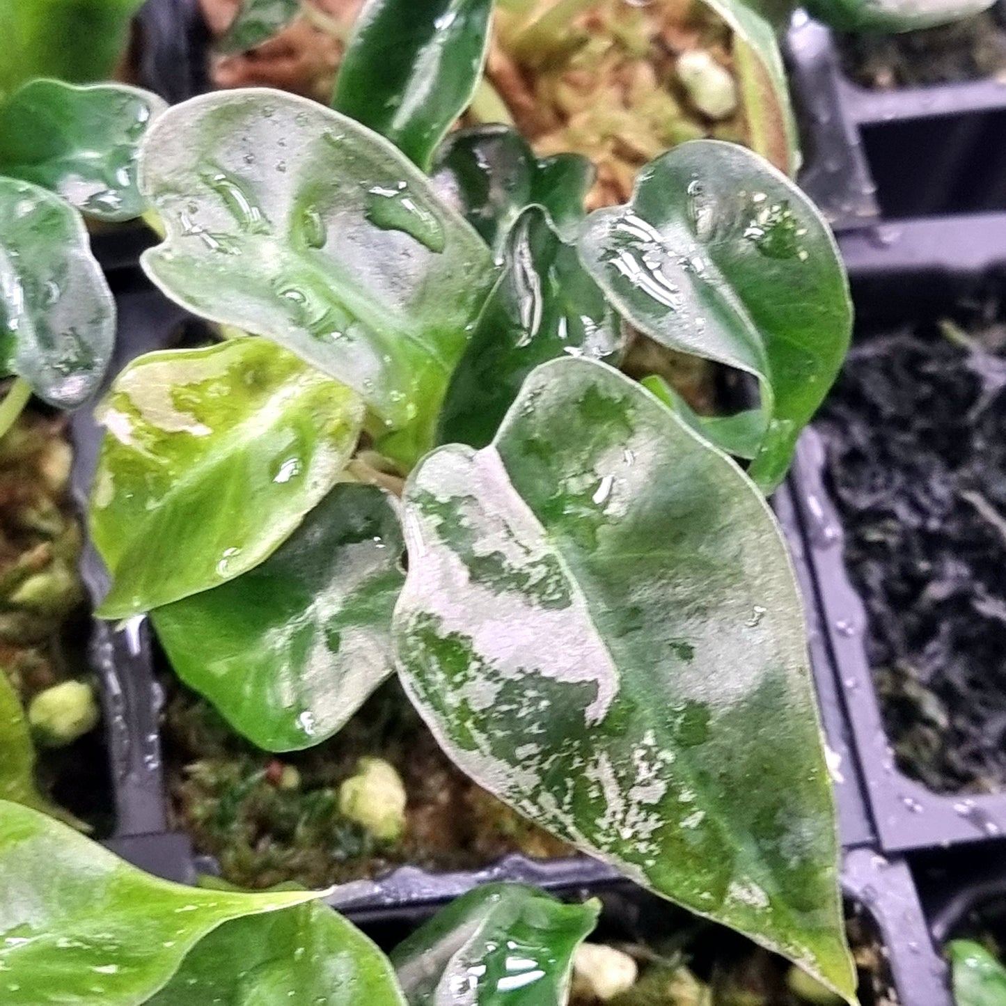 Alocasia Pink Swirl LOW Variegated