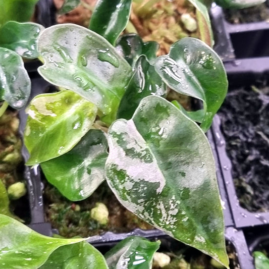 Alocasia Pink Swirl LOW Variegated
