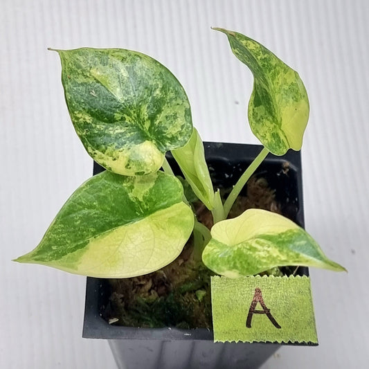 Alocasia Silver Dragon Aurea Variegated